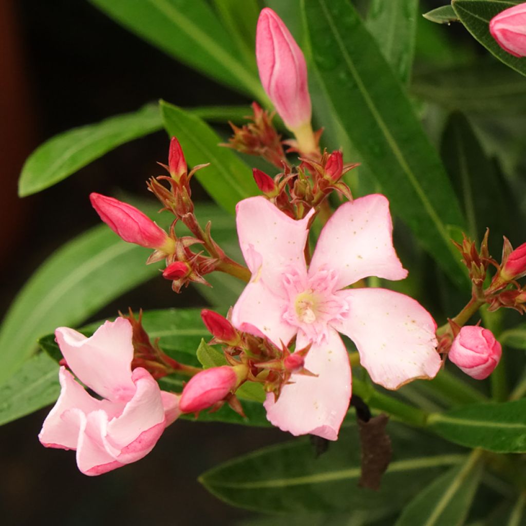 Laurier rose Emilie - Nerium oleander