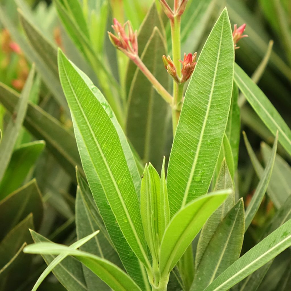 Laurier rose Emilie - Nerium oleander