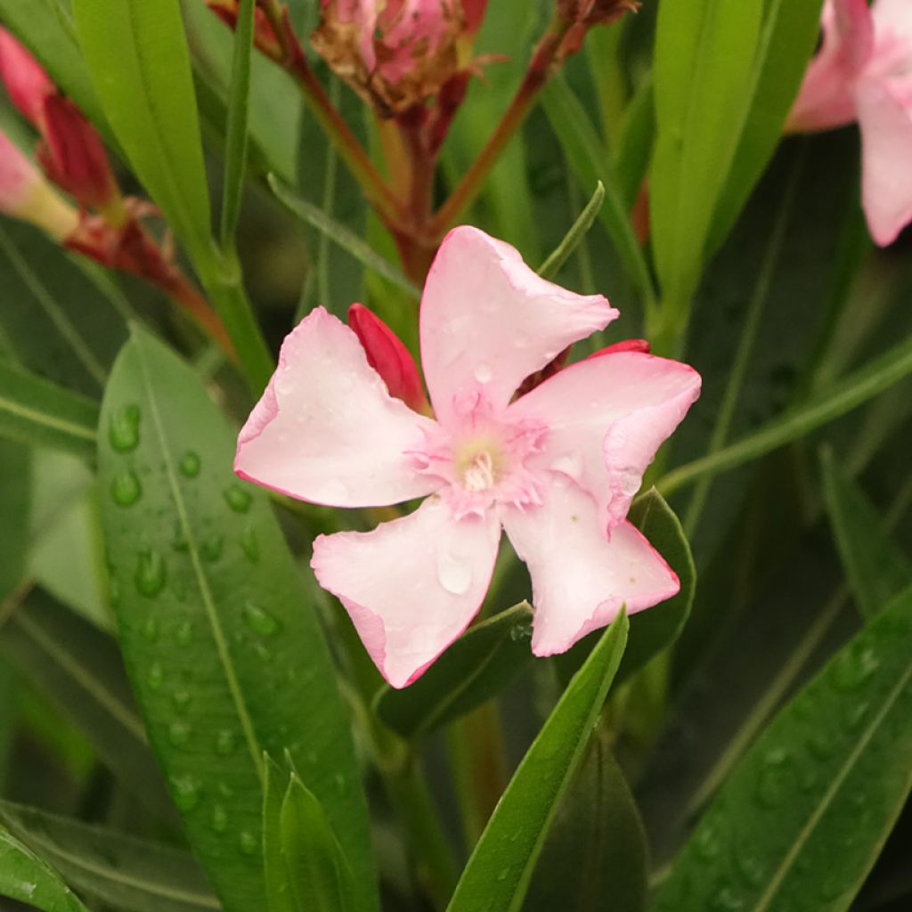 Laurier rose Emilie - Nerium oleander