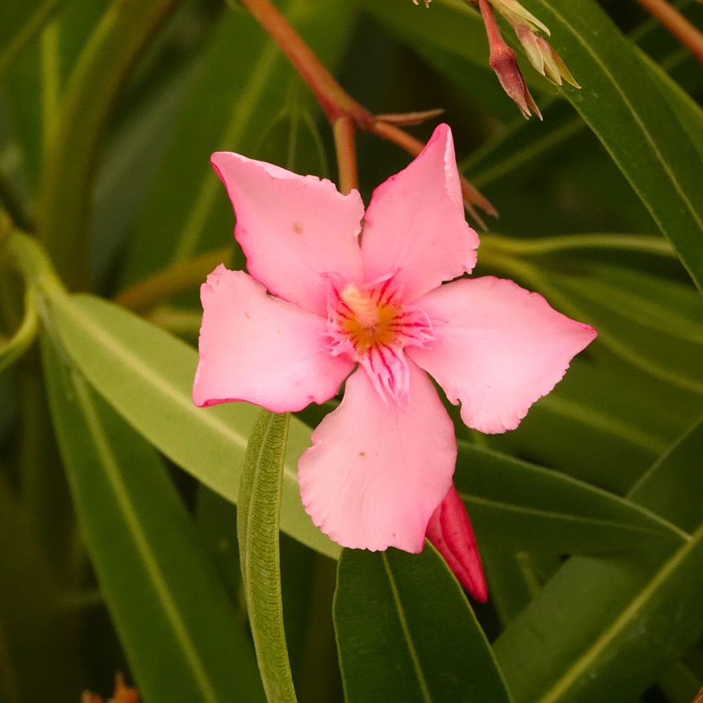 Laurier-rose Margarita – Nerium oleander