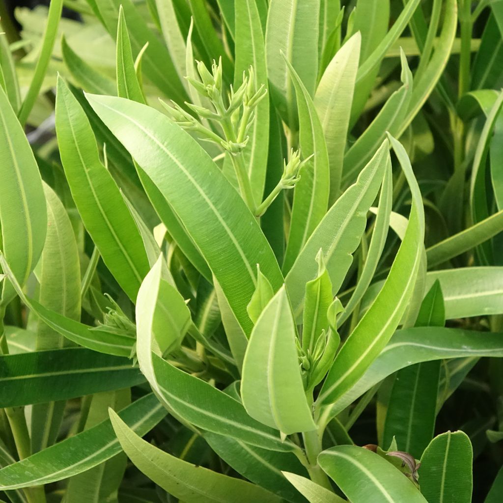 Laurier rose Marie Gambetta - Nerium oleander 