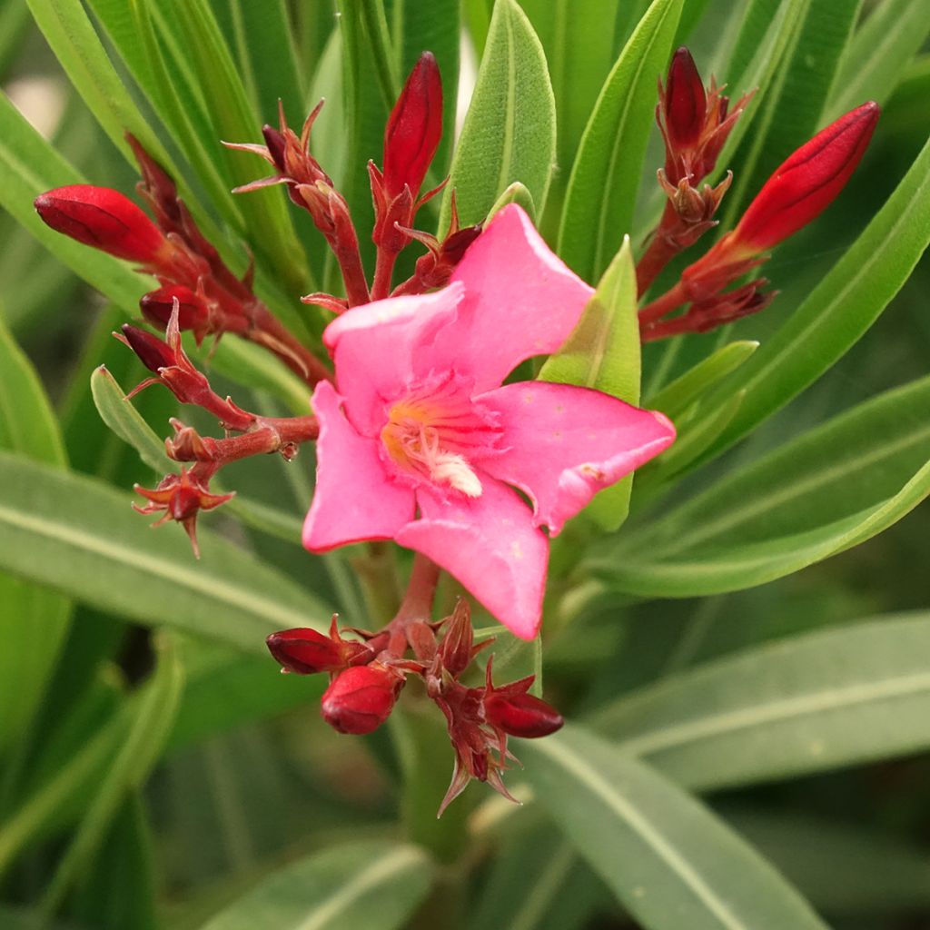 Laurier-rose Maurin des Maures – Nerium oleander