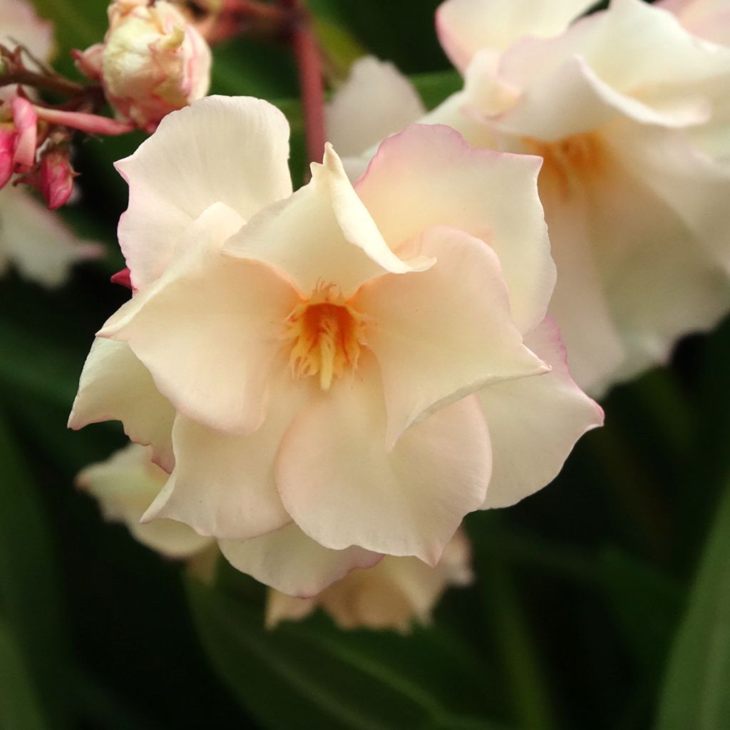 Laurier rose Provence - Nerium oleander