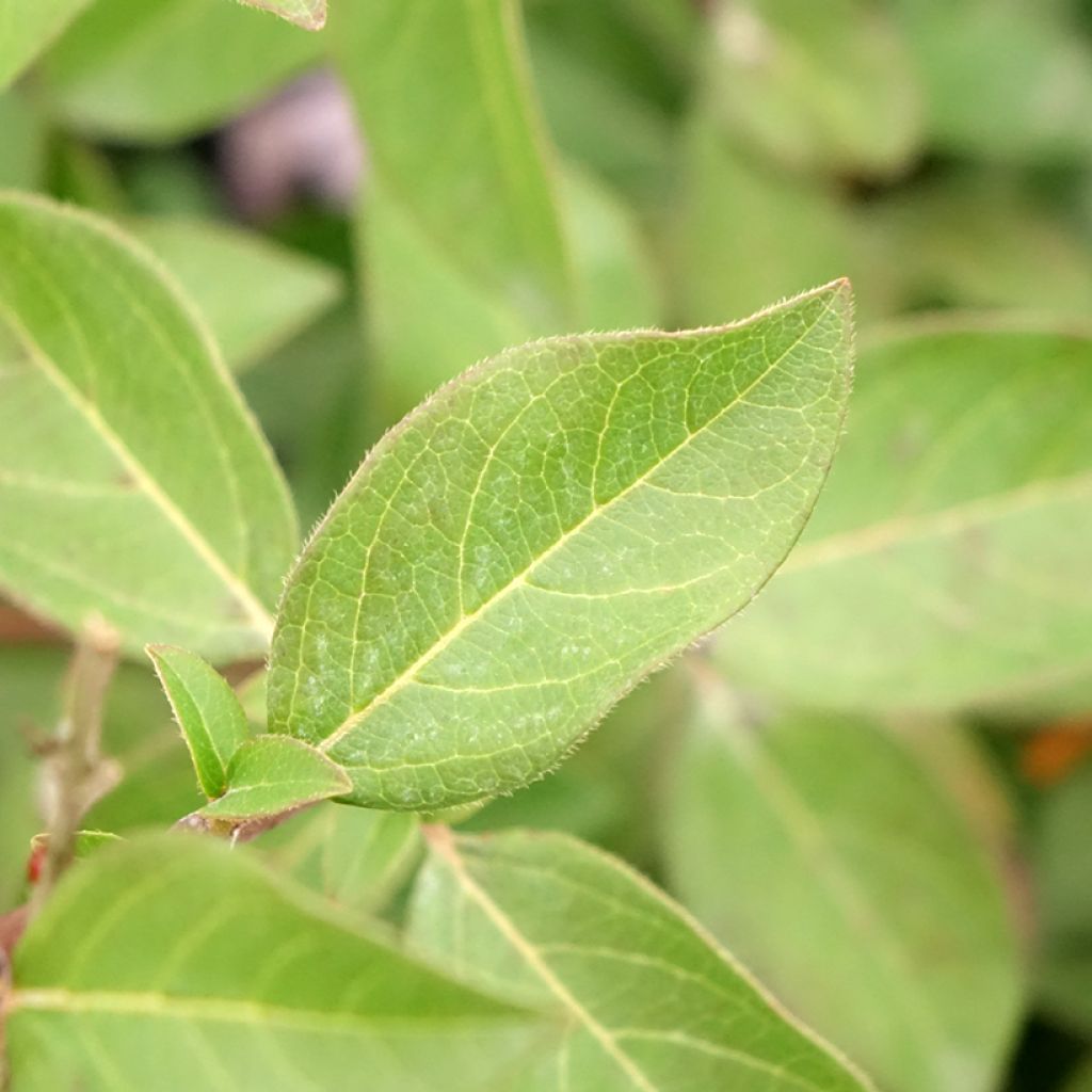 Laurier Tin - Viburnum tinus Giganteum