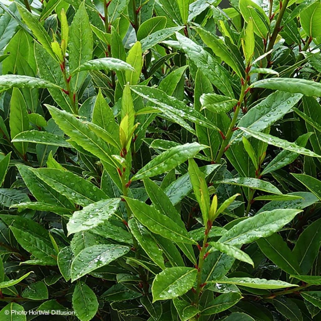 Laurus nobilis Little Ragu - Laurier-Sauce