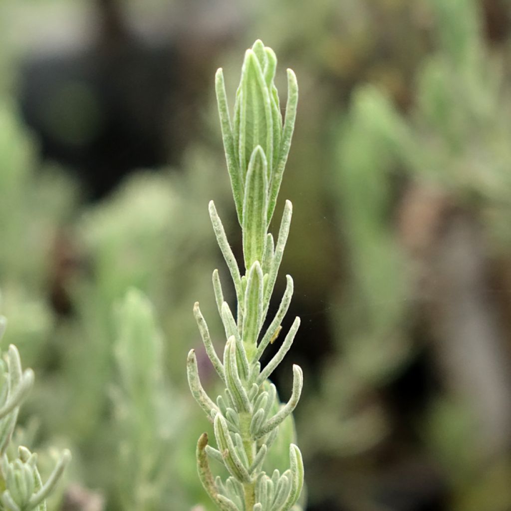 Lavandula stoechas Magical Posy Purple