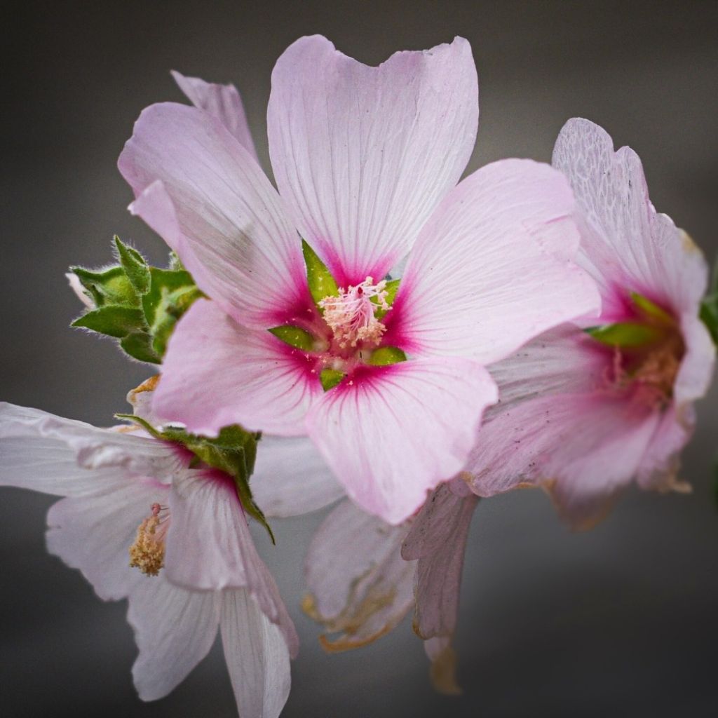 Lavatère - Lavatera Barnsley Baby