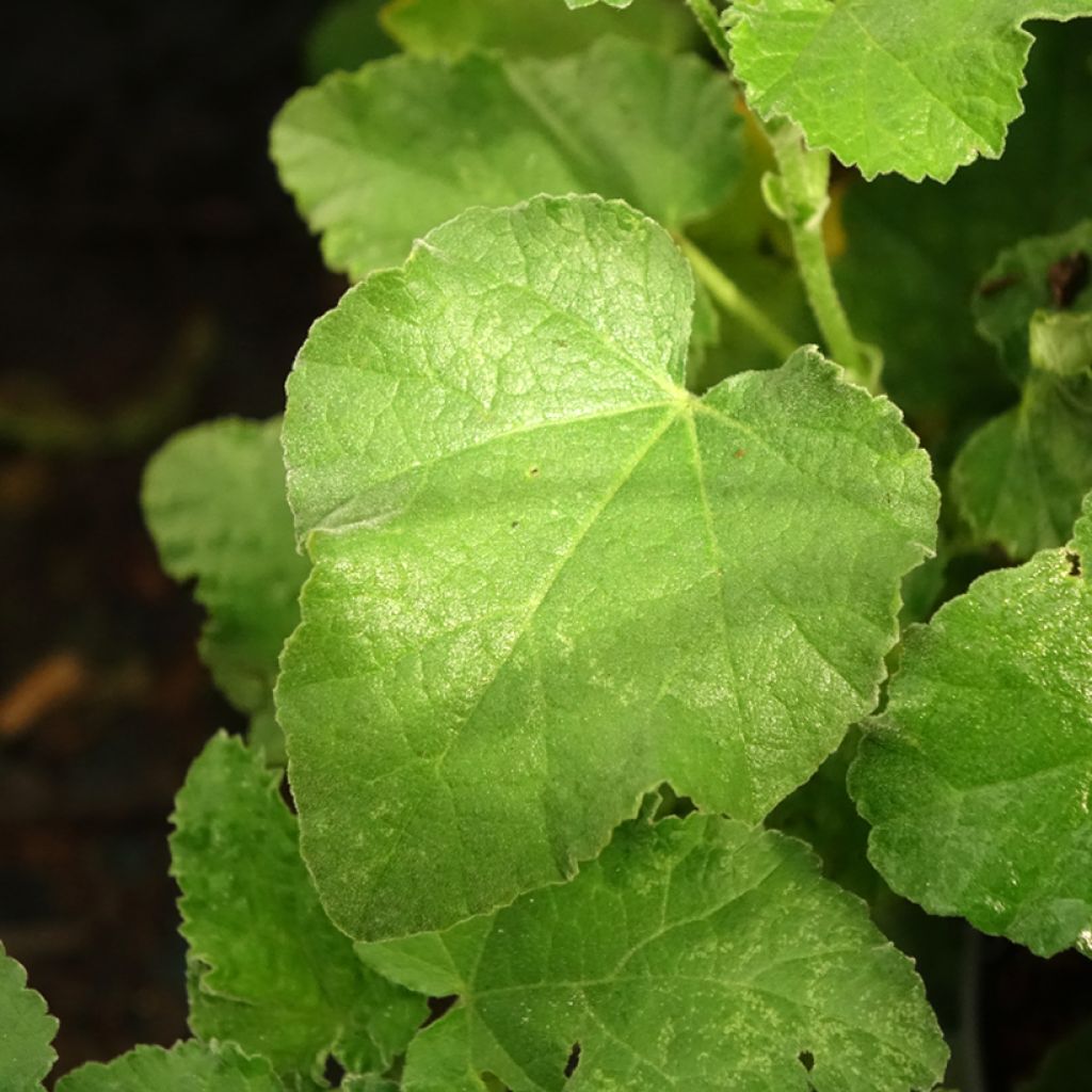 Lavatera Chamallow - Lavatère, mauve en arbre
