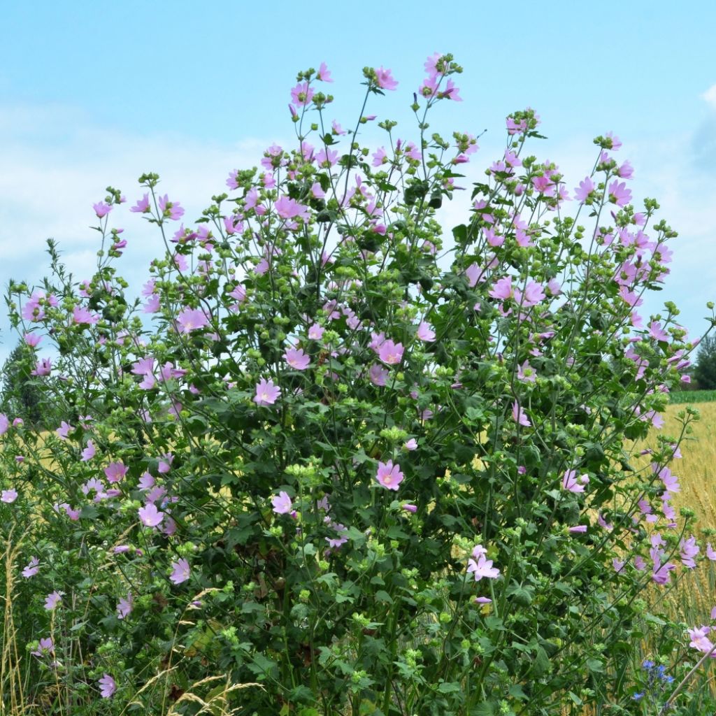 Lavatère Barnsley - Lavatera thuringiaca 