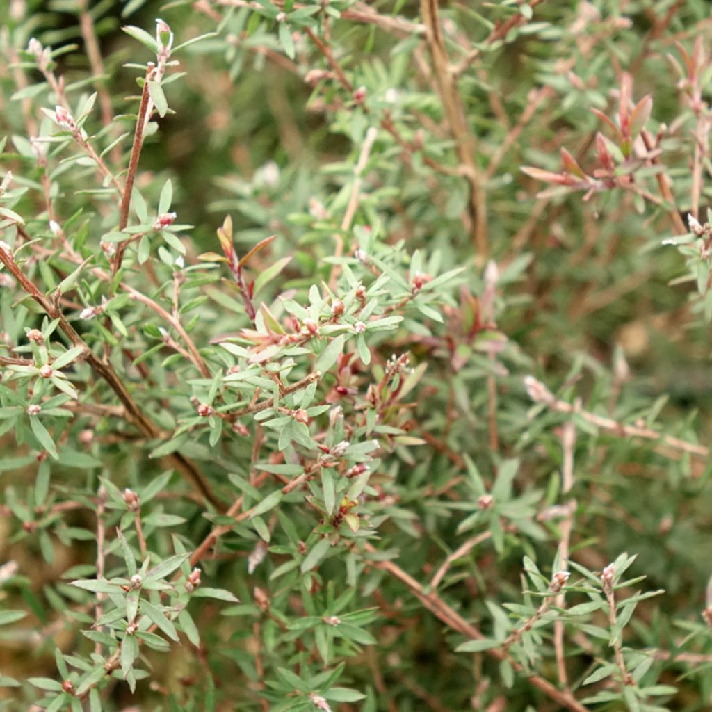 Leptospermum scoparium Nanum Kiwi - Arbre à thé de Nouvelle-Zélande