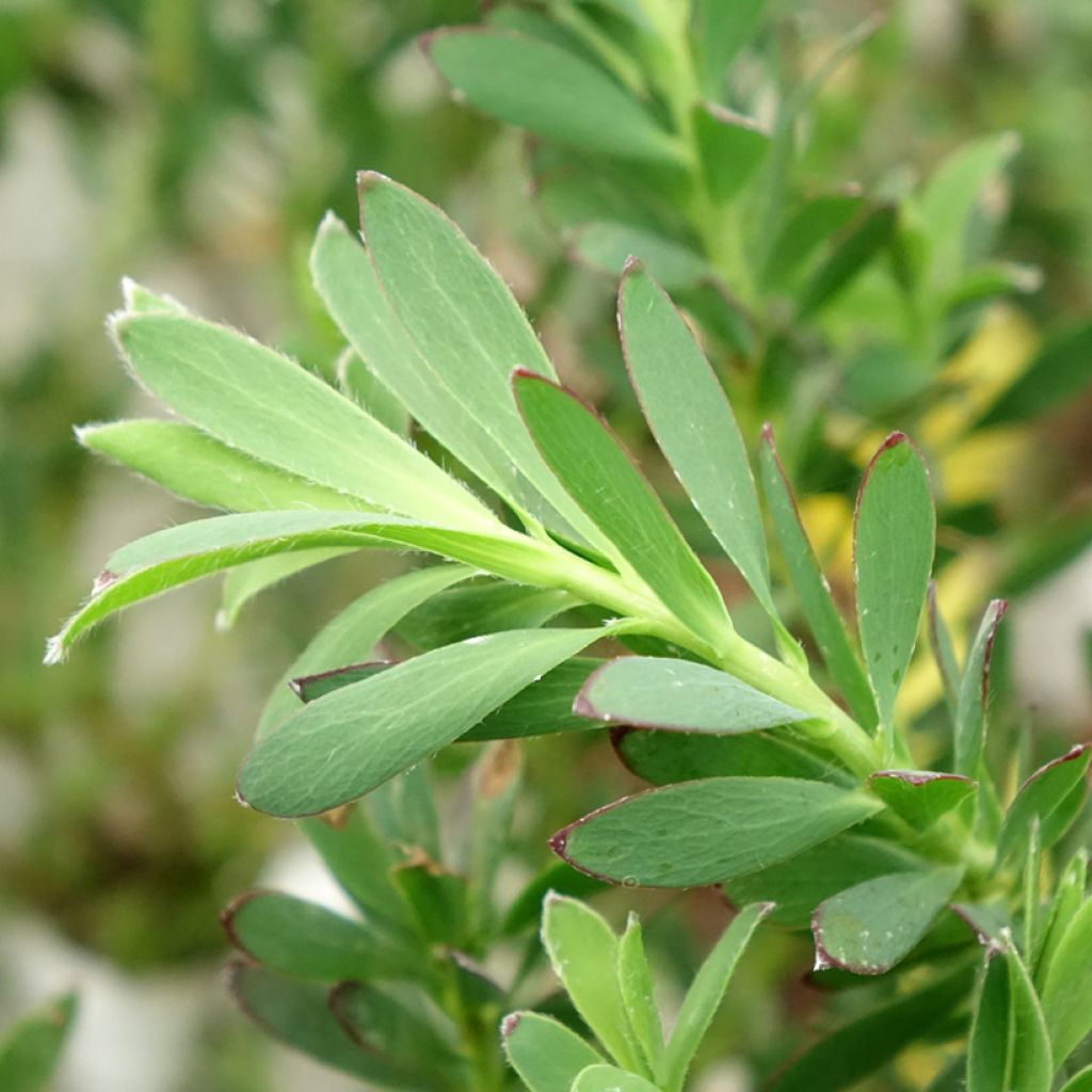 Leucadendron Devil's Blush