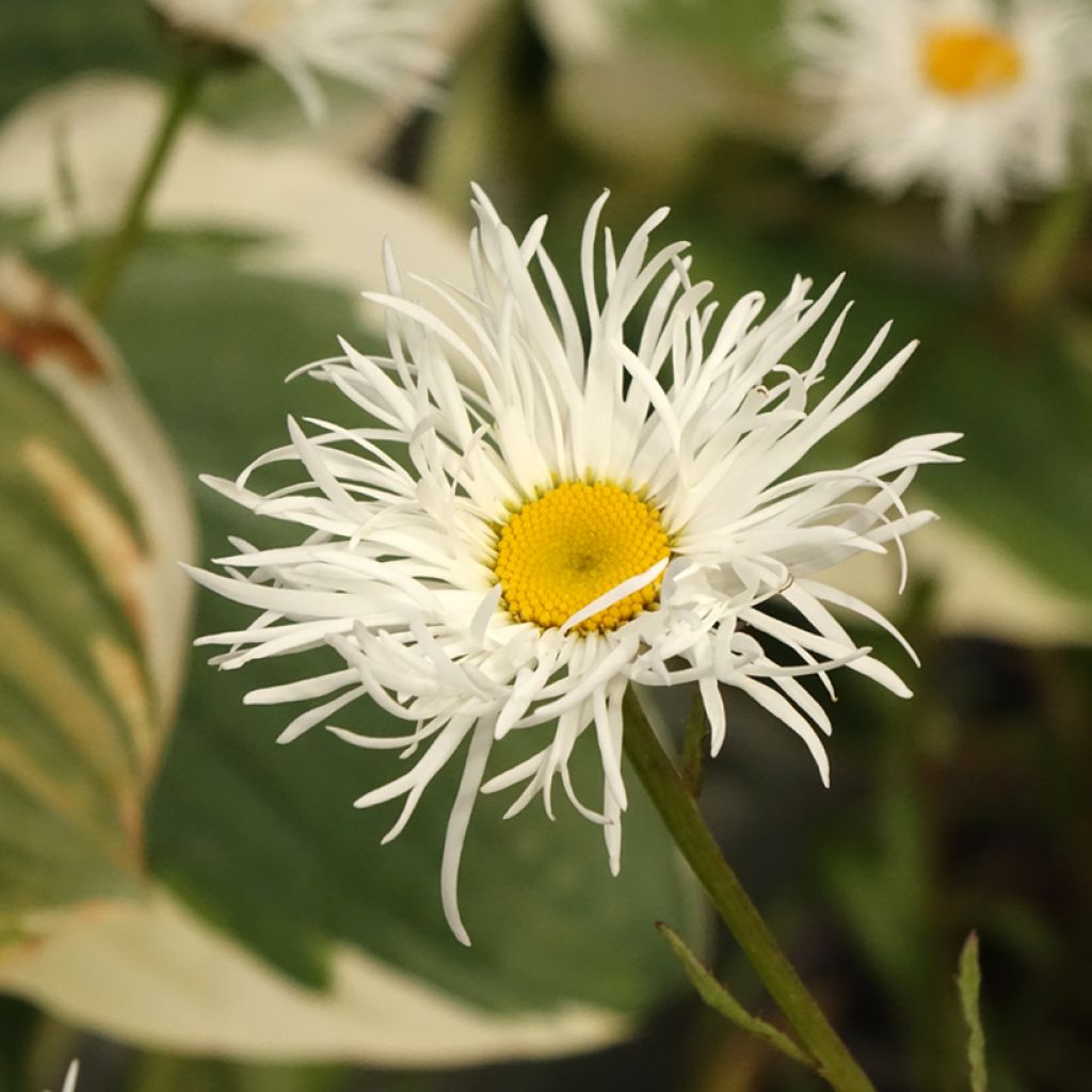Leucanthemum superbum Old Court - Grande Marguerite 