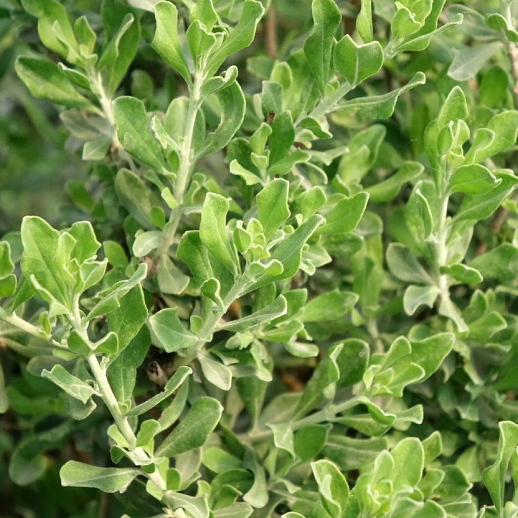 Leucophyllum langmaniae - Sauge du Rio Bravo