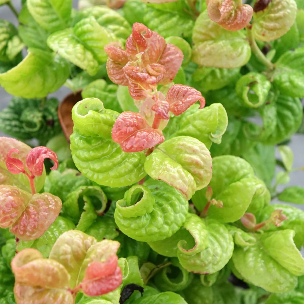 Leucothoe axillaris Curly Gold