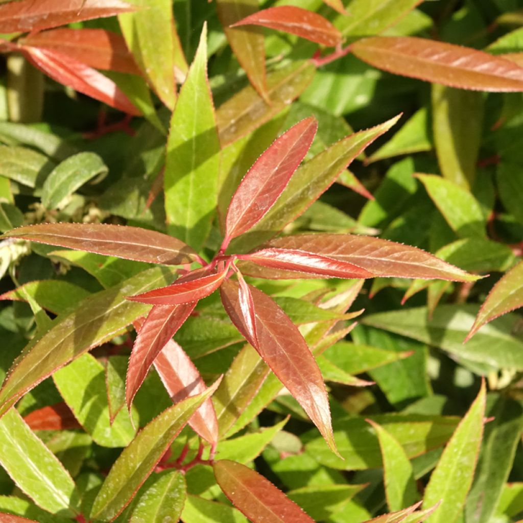 Leucothoe keiskei Burning Love