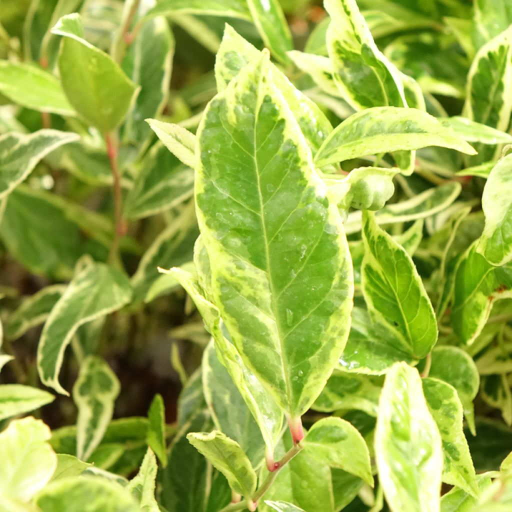 Leucothoe walteri Firestar