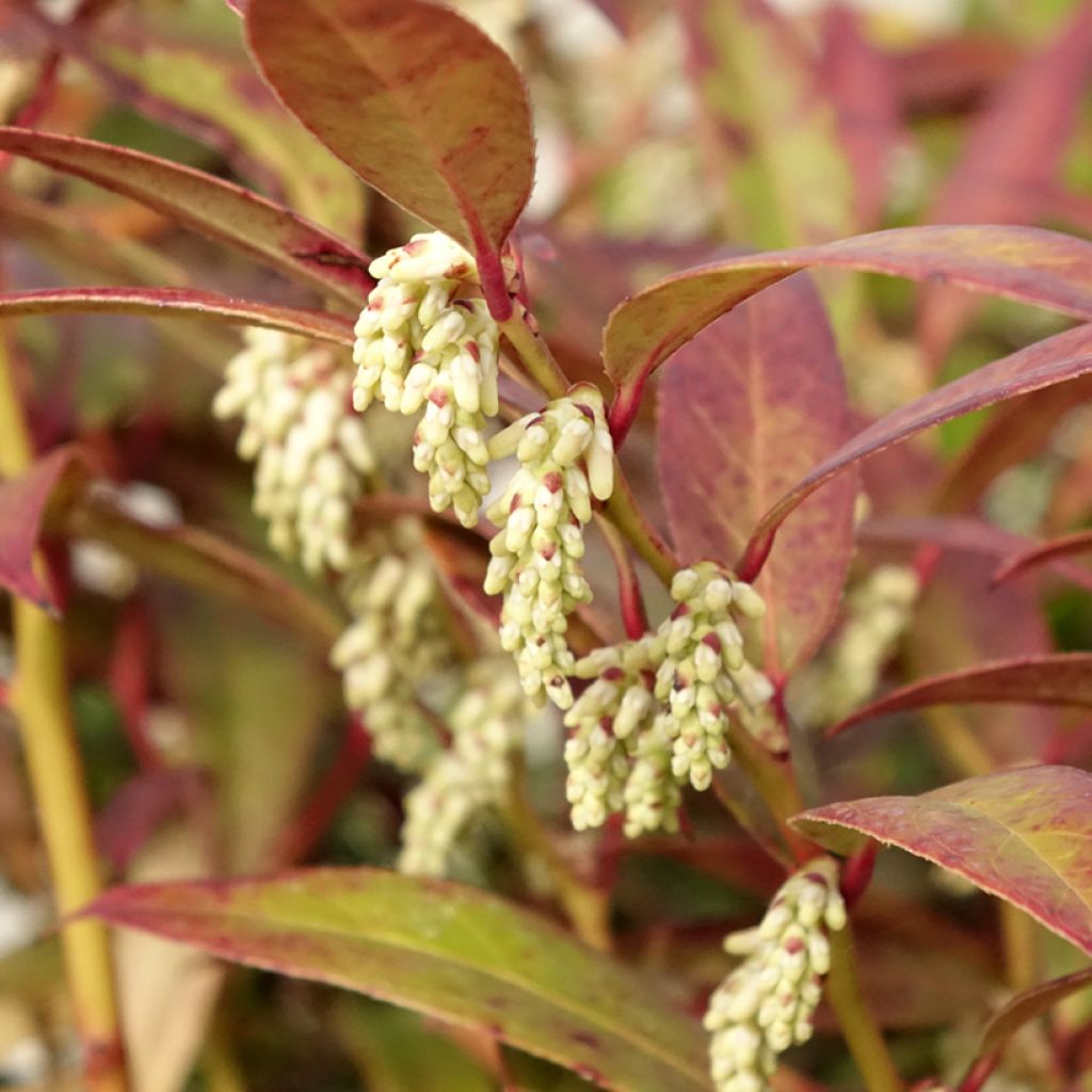 Leucothoe walteri Royal Ruby