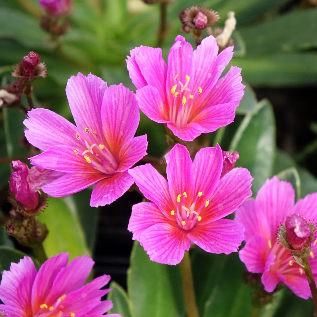 Lewisia Little Raspberry