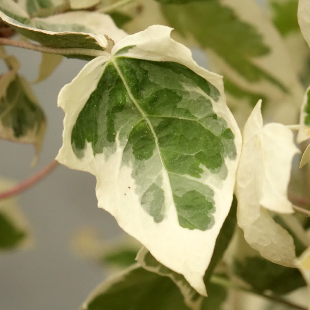 Lierre commun - Hedera helix Little Diamond