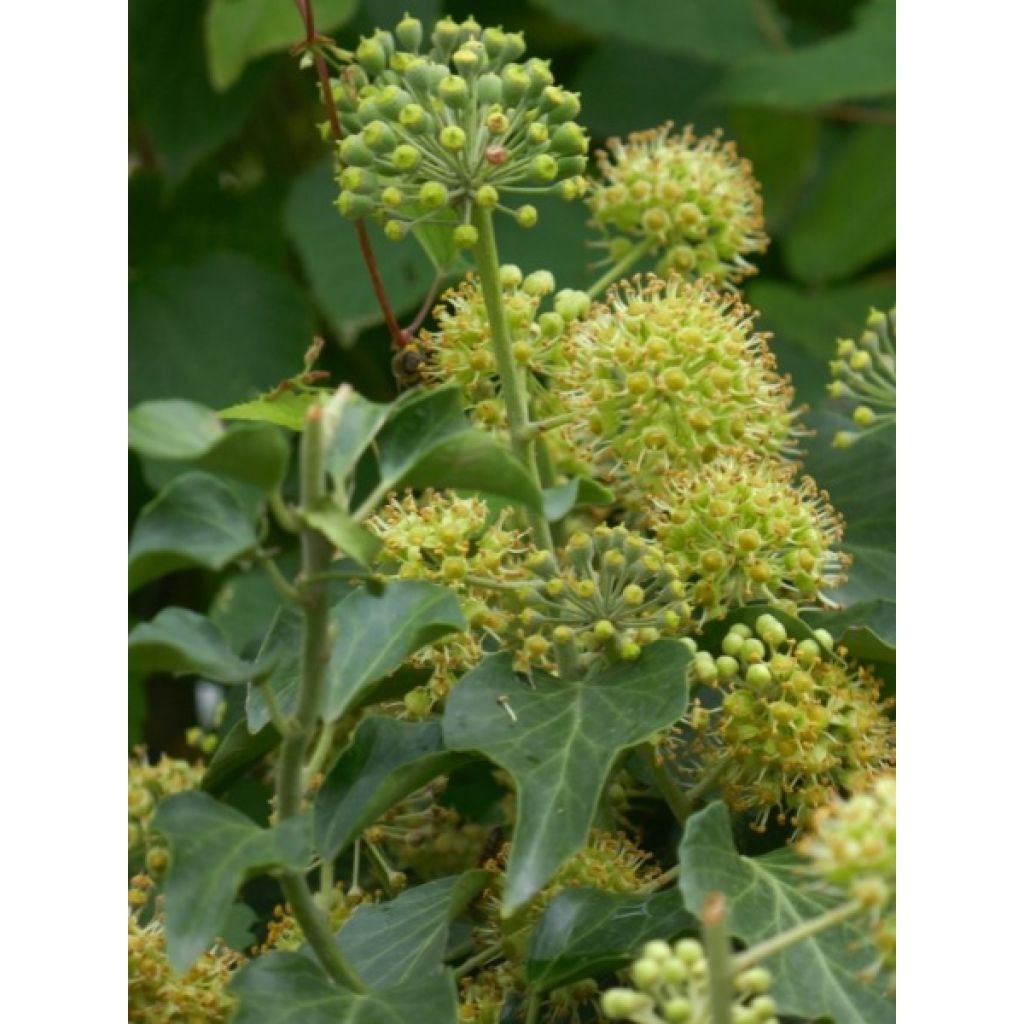 Lierre d'Irlande - Hedera hibernica