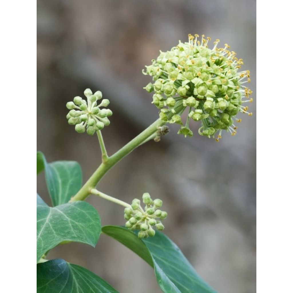 Lierre d'Irlande - Hedera hibernica