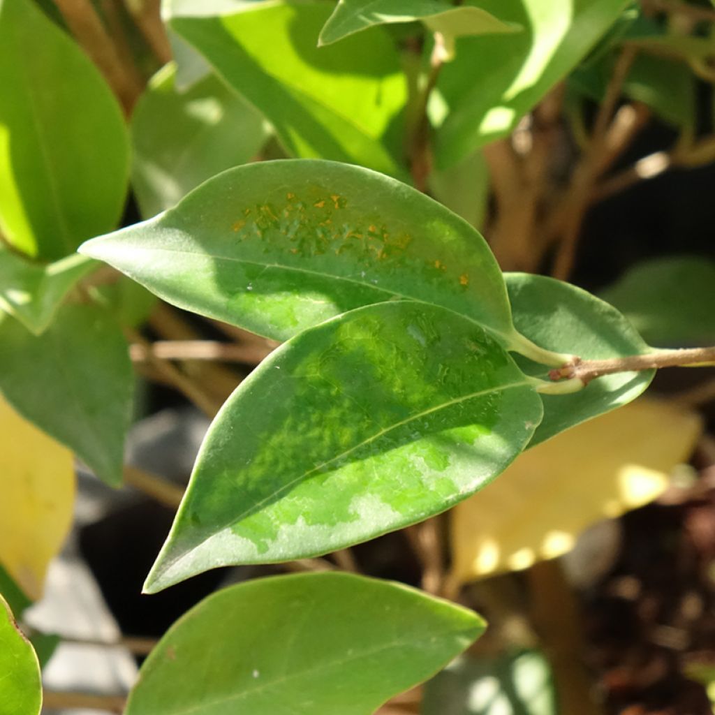 Ligustrum japonicum Korean Dwarf - Troène du Japon