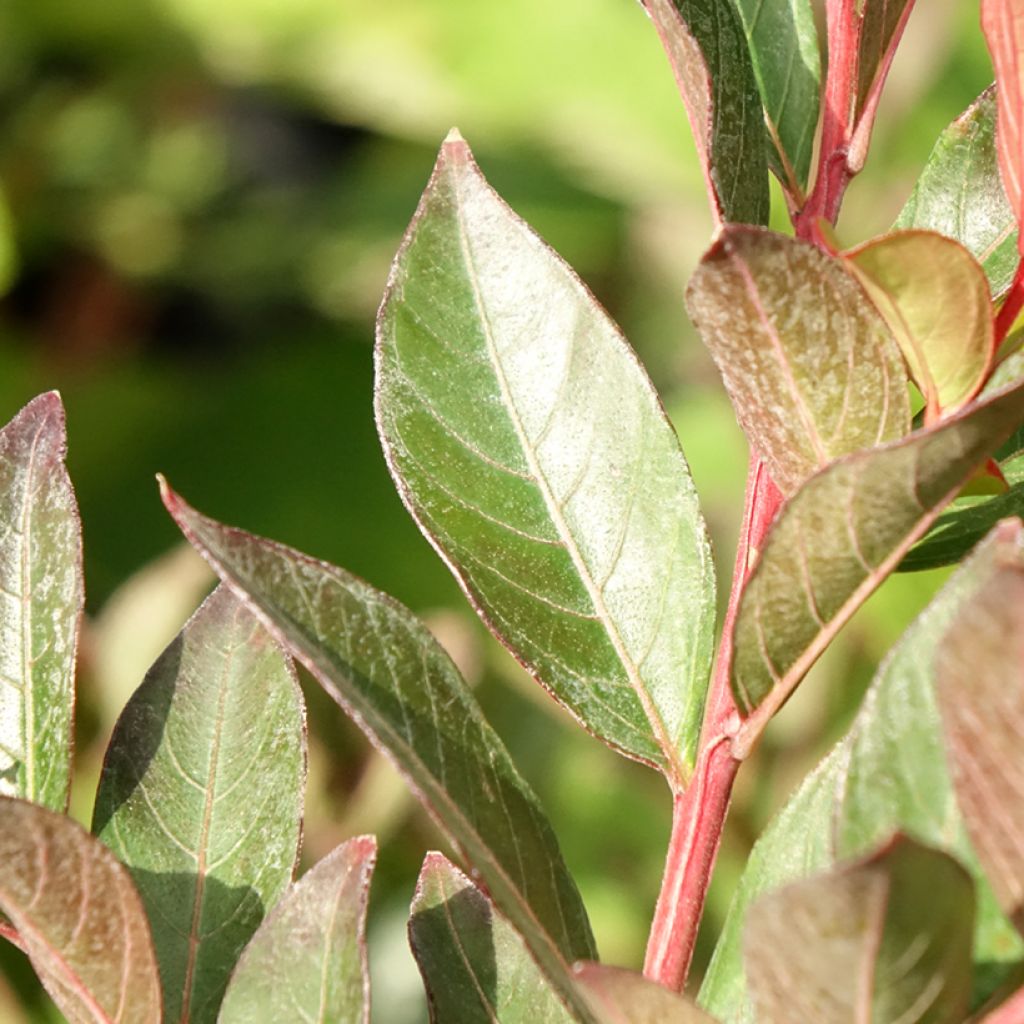 Lilas des Indes - Lagerstroemia indica Berry Dazzle