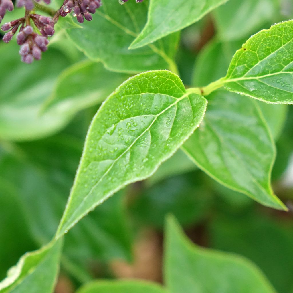 Lilas nain - Syringa Baby Kim