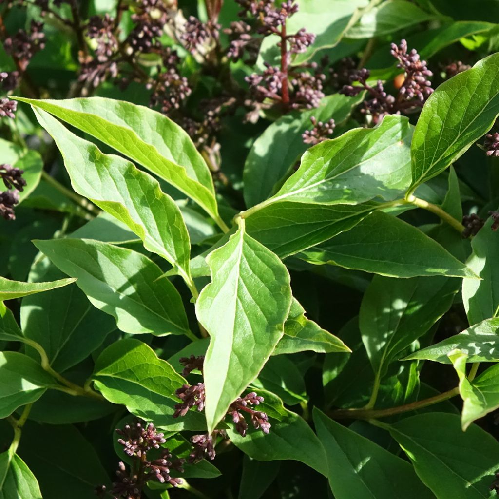 Lilas - Syringa Little Lady