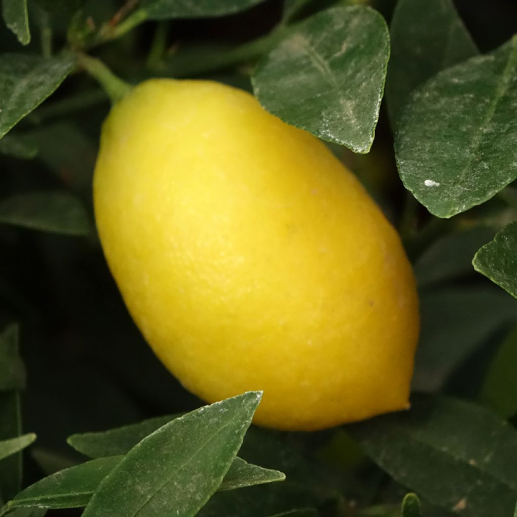 Limequat - Citrus x floridana