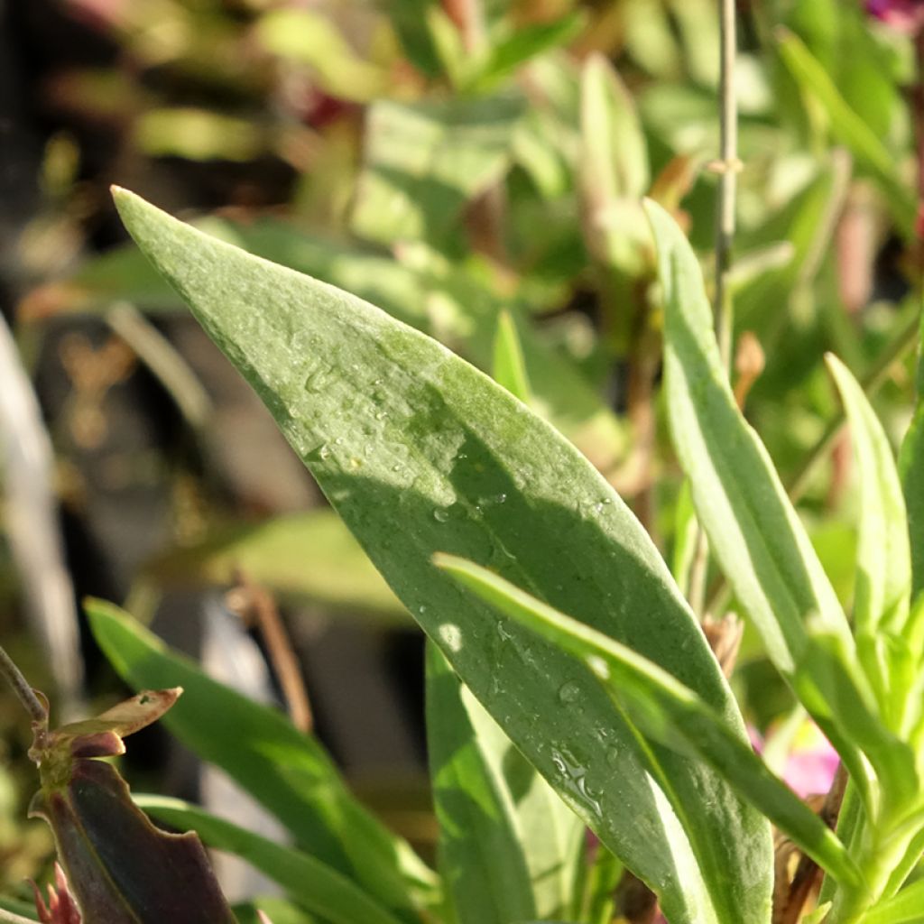 Linaria triornithophora, Linaire à trois oiseaux