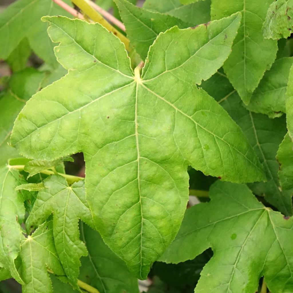 Liquidambar styraciflua Golden Sun - Copalme d'Amérique 