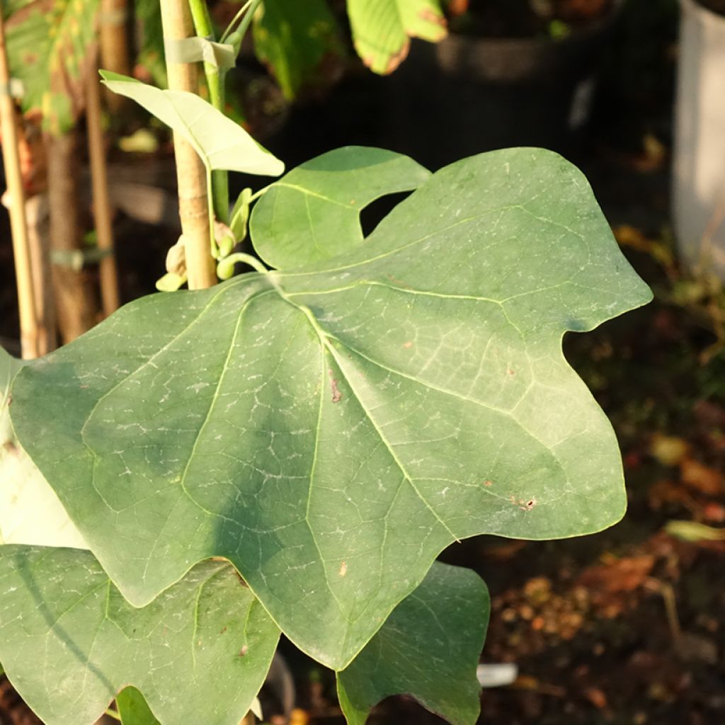 Liriodendron tulipifera Purgatory - Tulipier de Virginie panaché