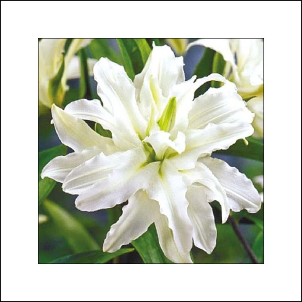 Lis Oriental double Polar Star