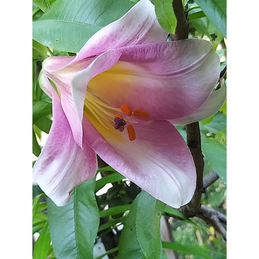 Lis trompette - Lilium Pink Perfection
