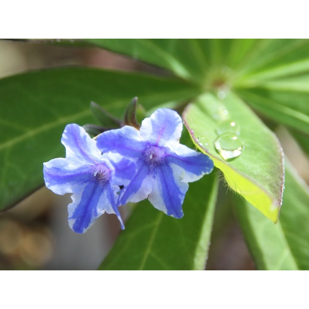 Lithodora diffusa Star - Grémil diffus