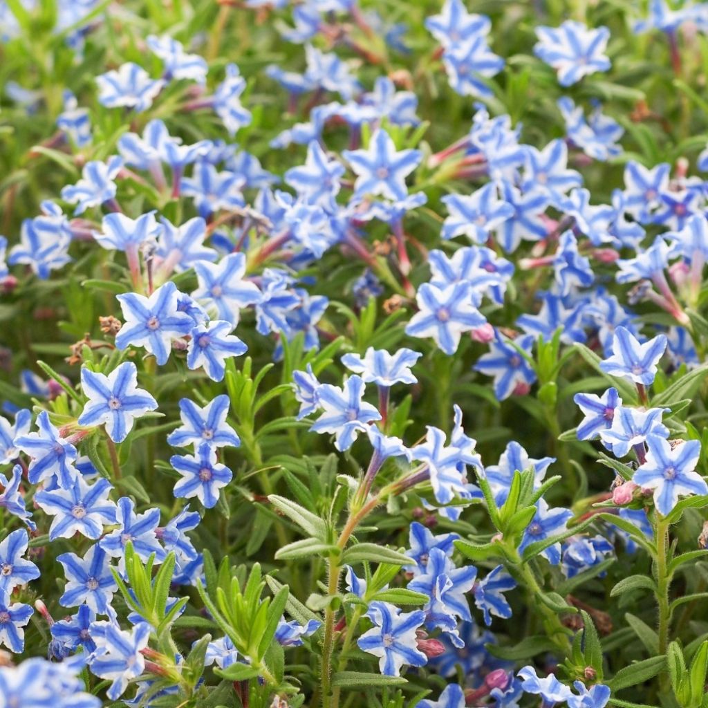 Lithodora diffusa Star - Grémil diffus