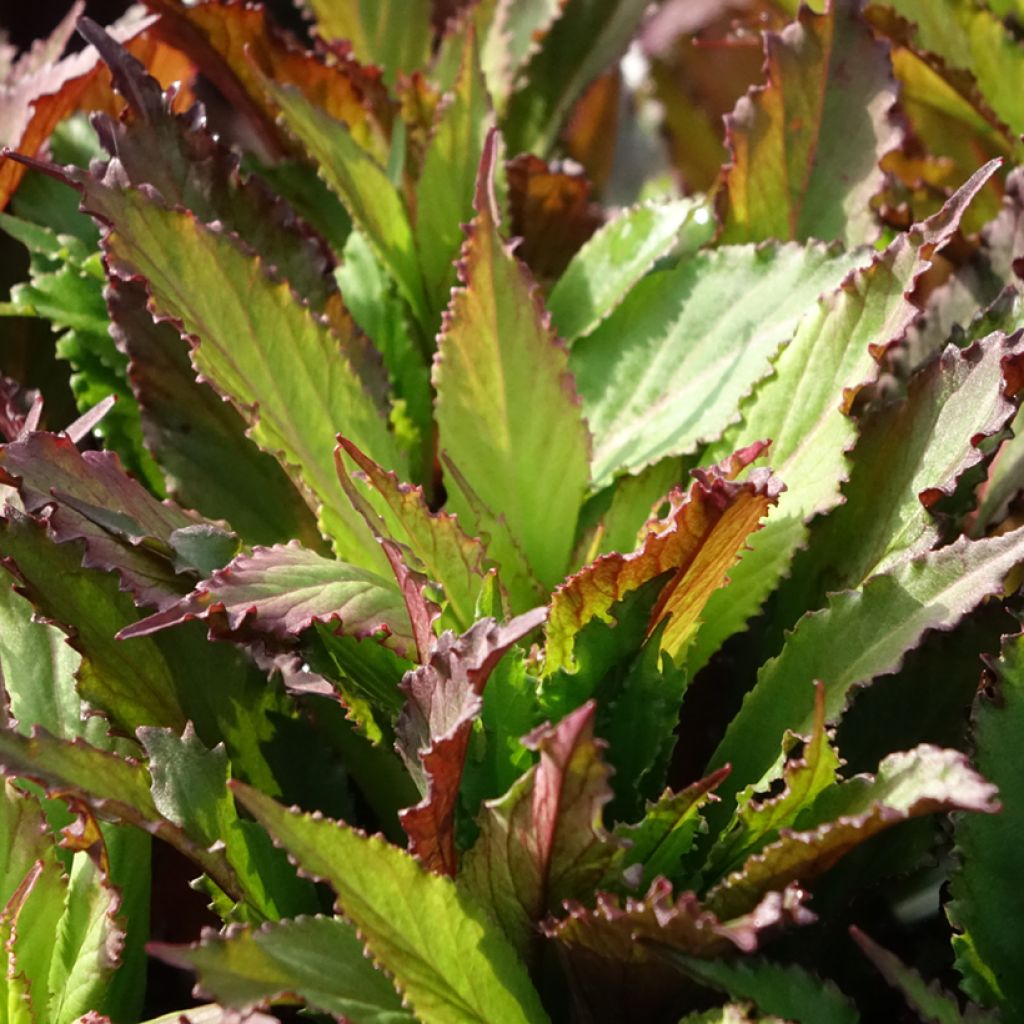 Lobelia speciosa Fan Salmon - Lobélie