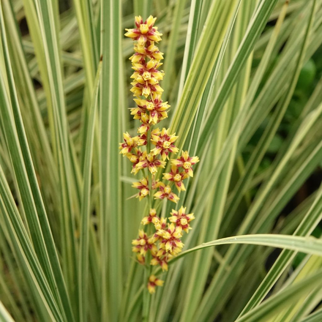 Lomandra White Sands