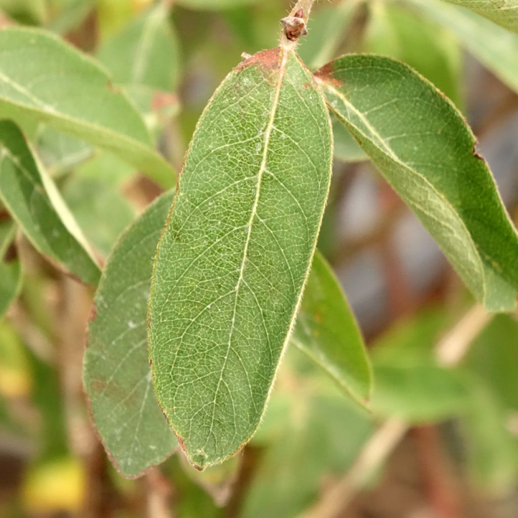Lonicera caerulea var. kamtschatica Altaj - Baie de mai