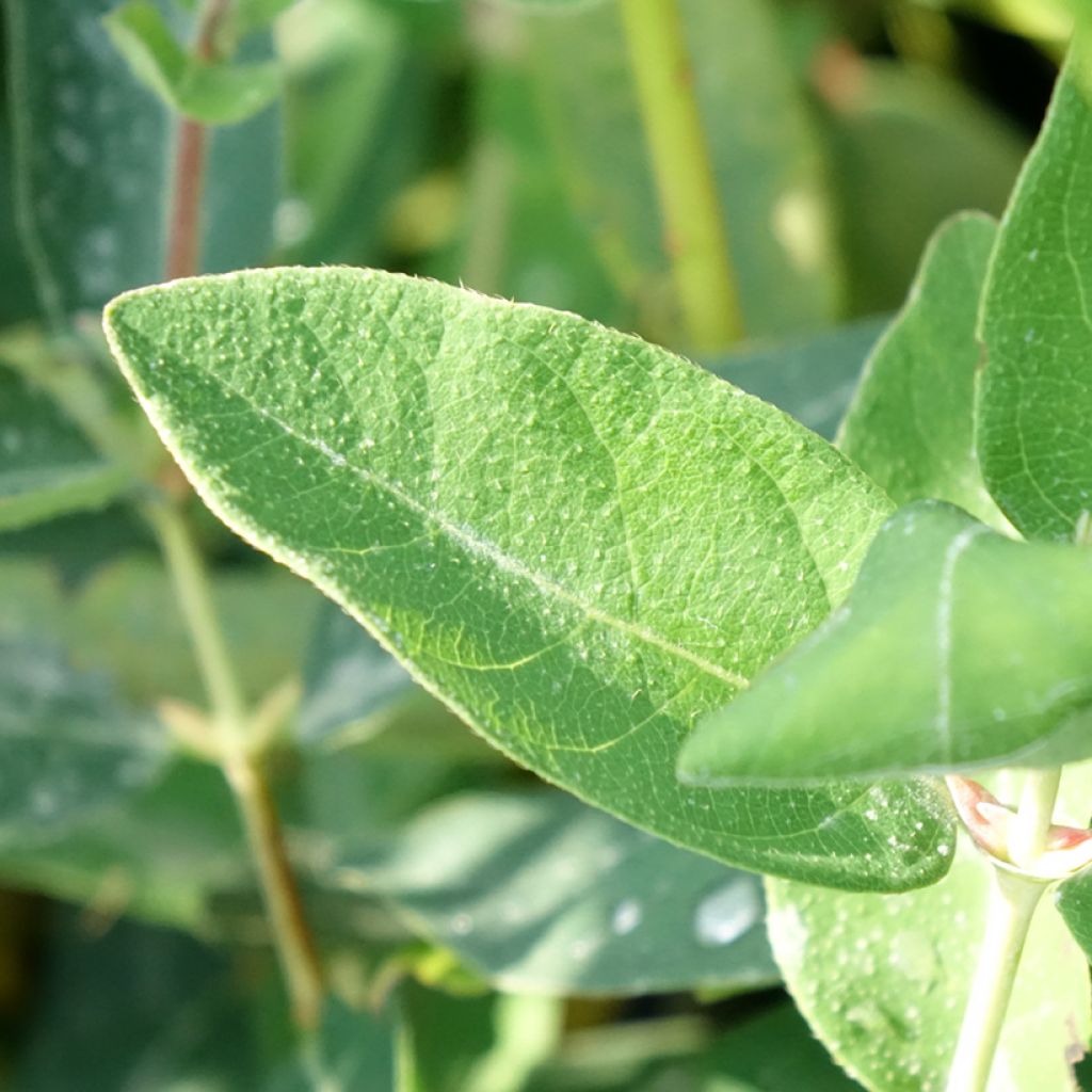 Lonicera kamtschatica Kalinka - Baie de mai