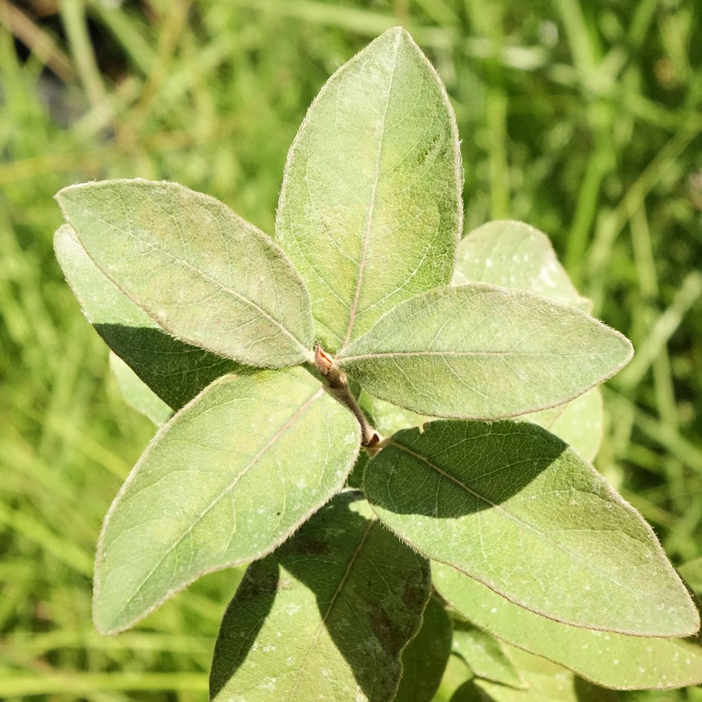 Lonicera kamtschatica Kiev - Baie de mai