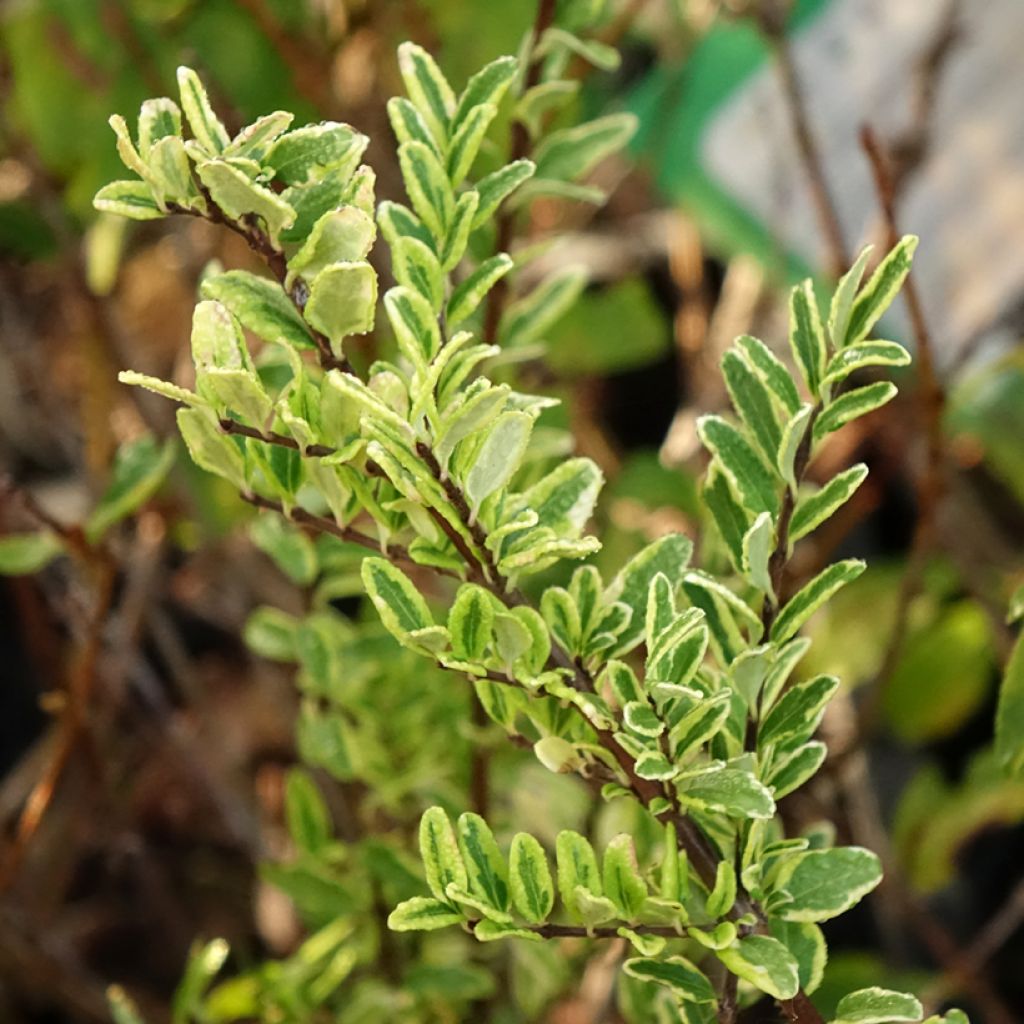Lonicera nitida Lemon Beauty - Chèvrefeuille arbustif