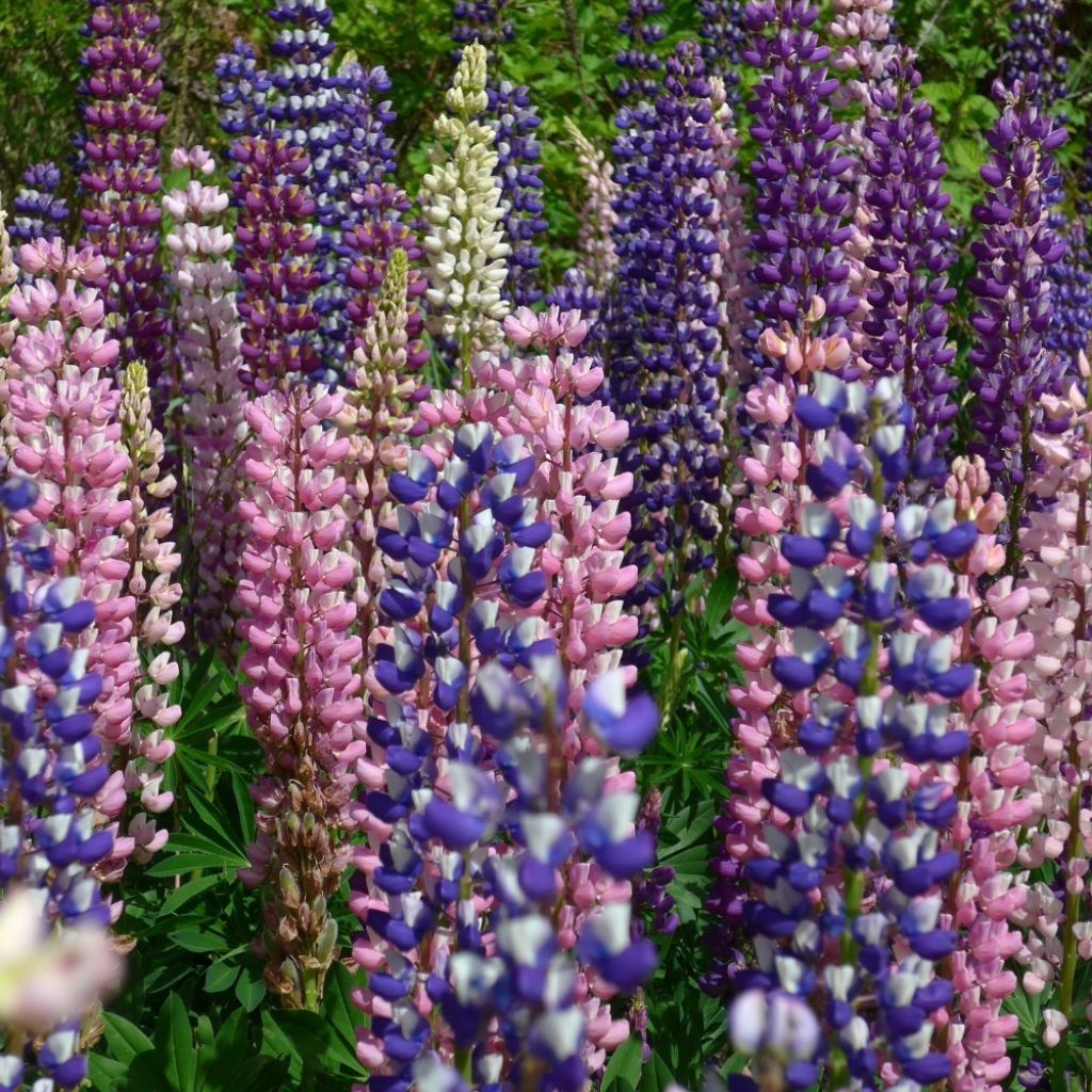 Graines de Lupin annuel en mélange - Lupinus hartwegii