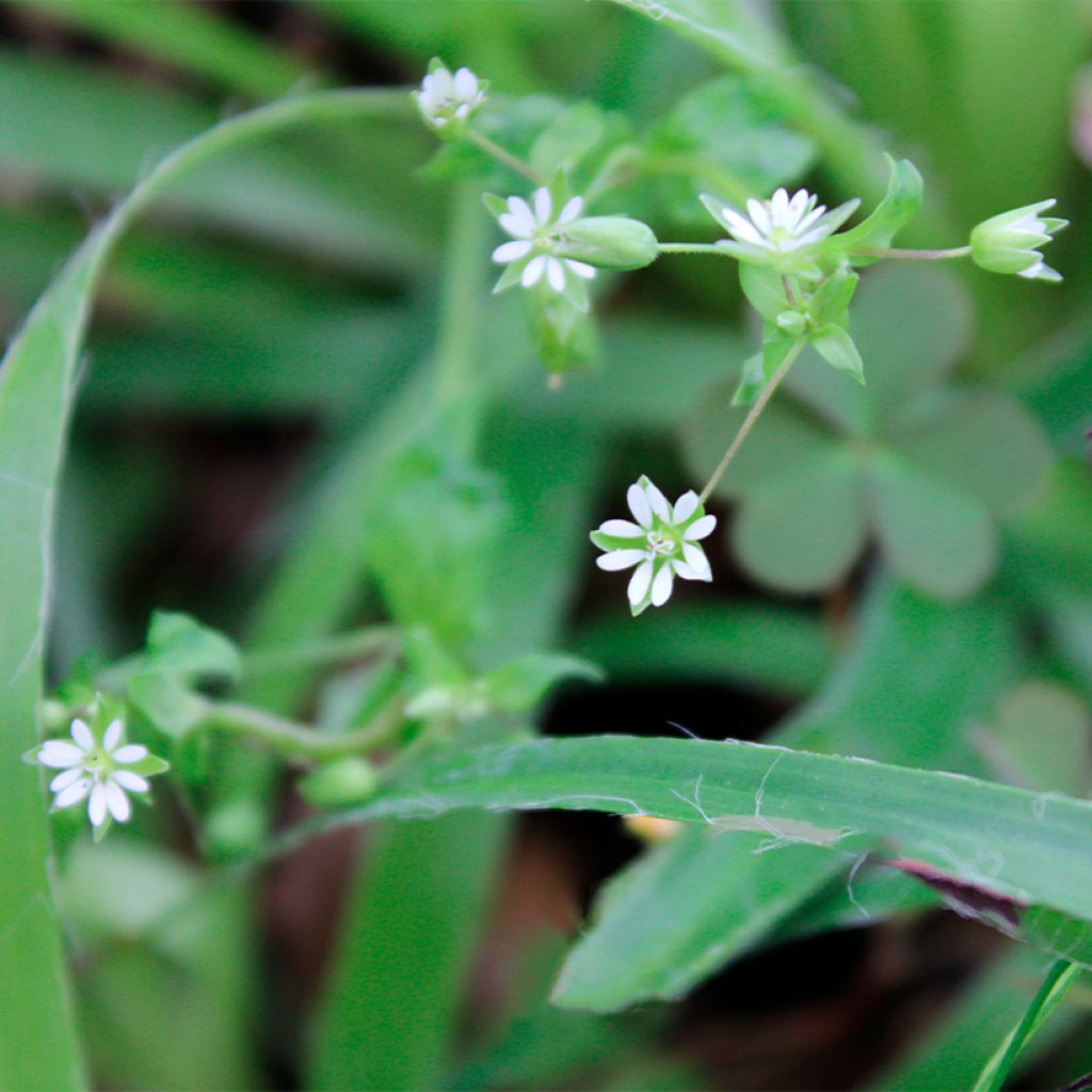 Luzule printanière - Luzula pilosa