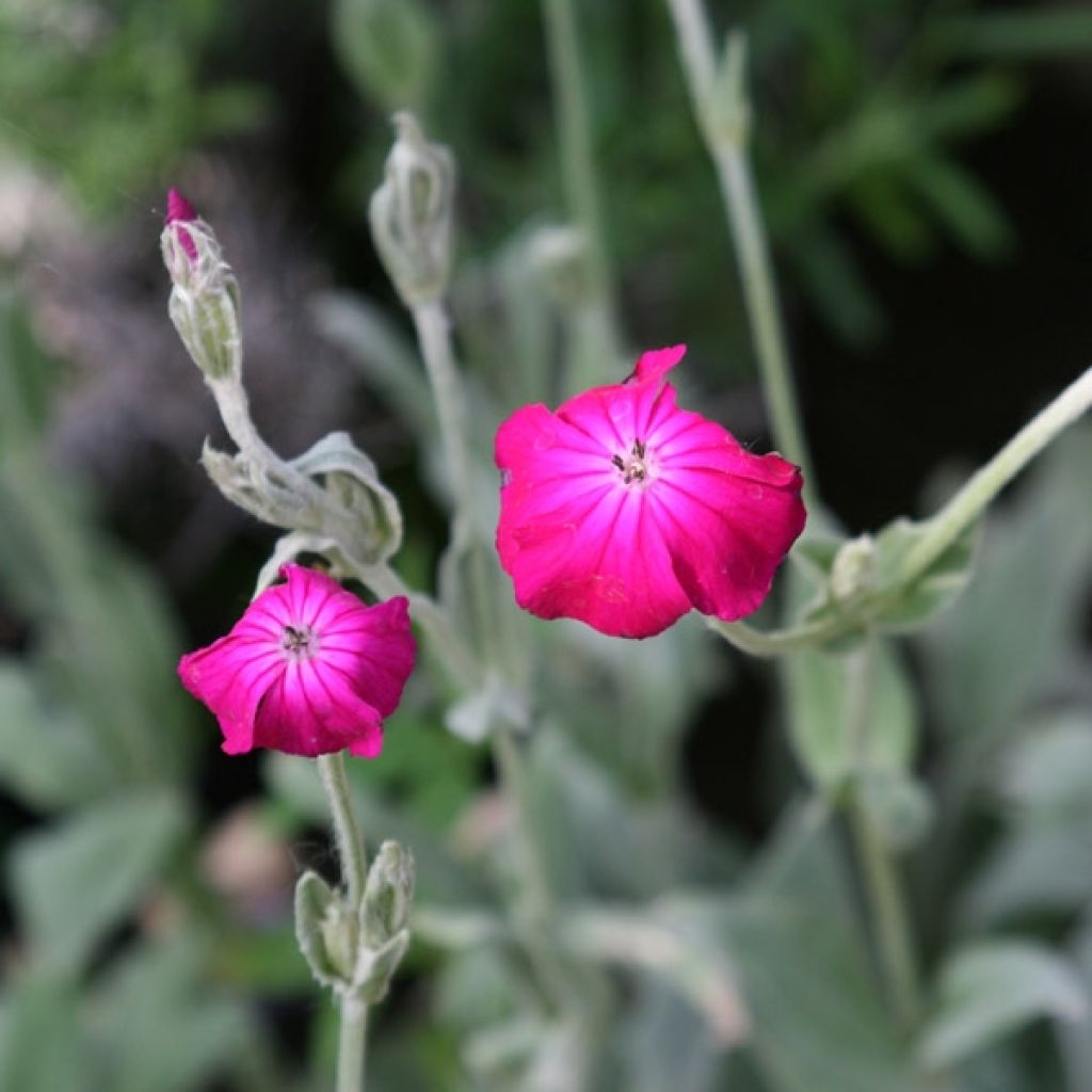 Lychnis coronaria - Coquelourde des Jardins
