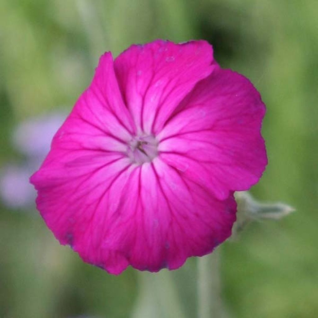 Lychnis coronaria - Coquelourde des Jardins