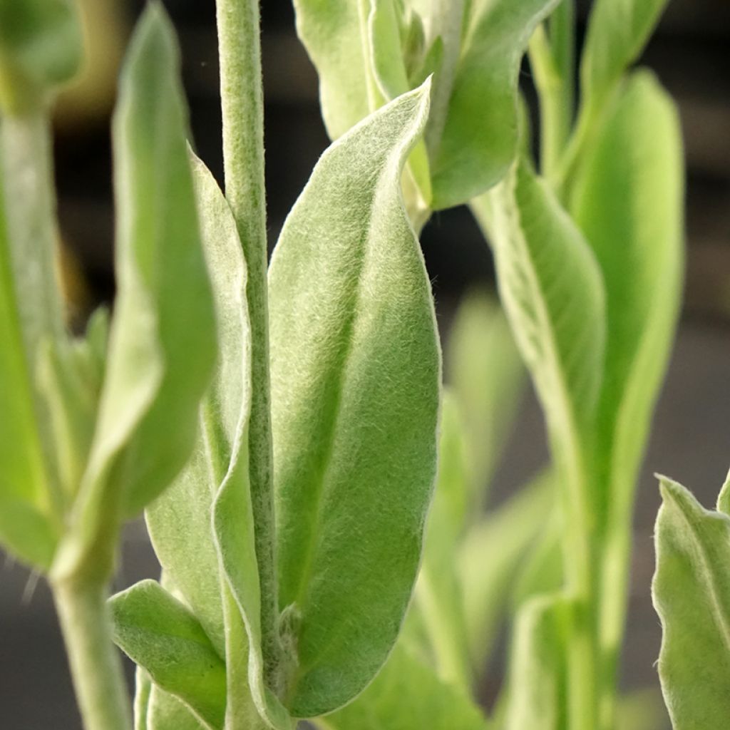 Lychnis coronaria Gardener s World - Coquelourde des jardins double