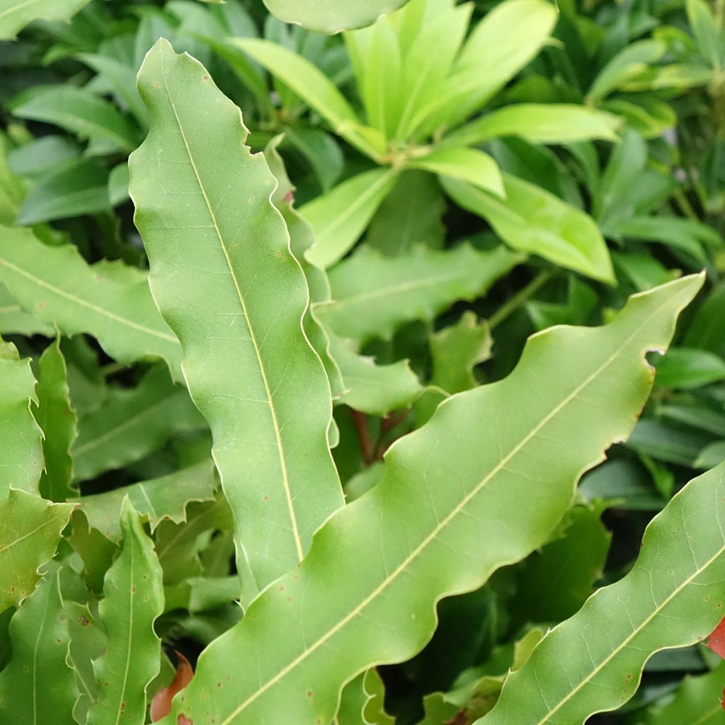 Macadamia Beaumont - Noix de Macadamia