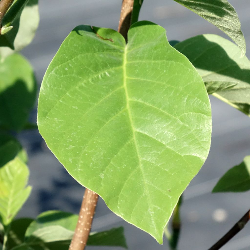 Magnolia acuminata Blue Baby